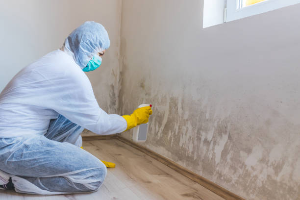Mold Remediation specialist working in Kingsley
